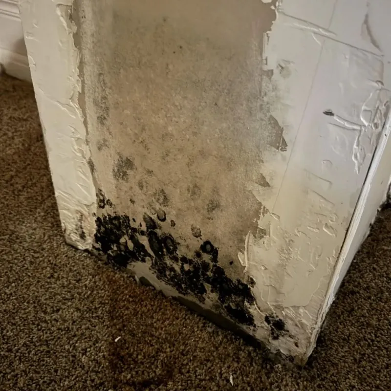 Professional Mold Removal in Okmulgee, OK